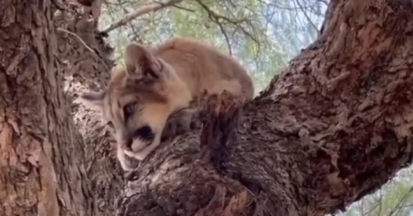 Rescatan a un puma cachorro en Tarija que se encontraba al interior de una vivienda