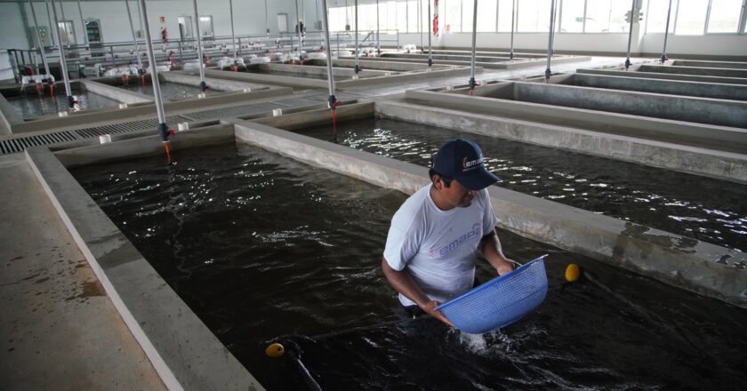 Cuatro municipios de La Paz tendrán módulos piscícolas para potenciar la producción de tambaquí