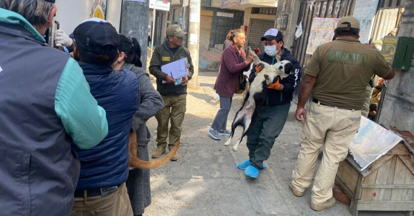 Rescatan a 35 mascotas de un refugio en la ciudad de La Paz por orden de fiscal