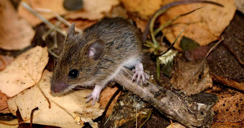 Reportan la muerte de una persona en Cochabamba a consecuencia del hantavirus