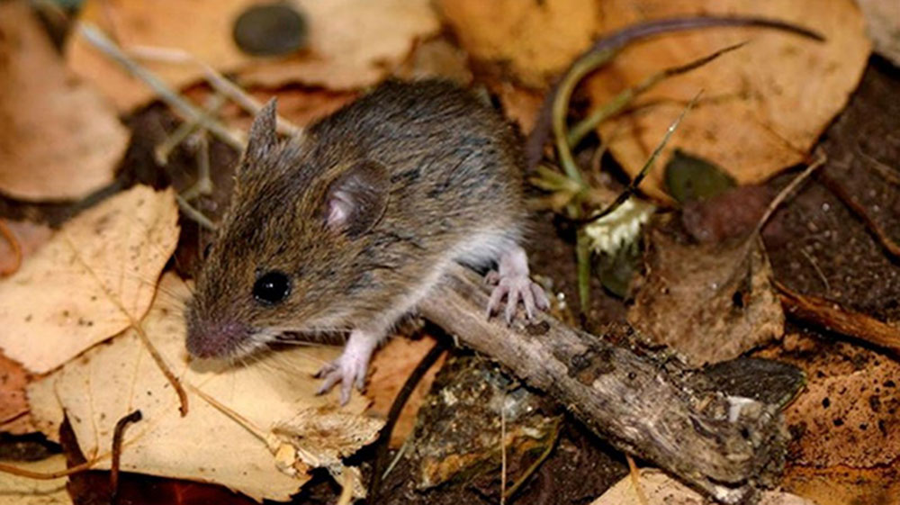 HANTAVIRUS