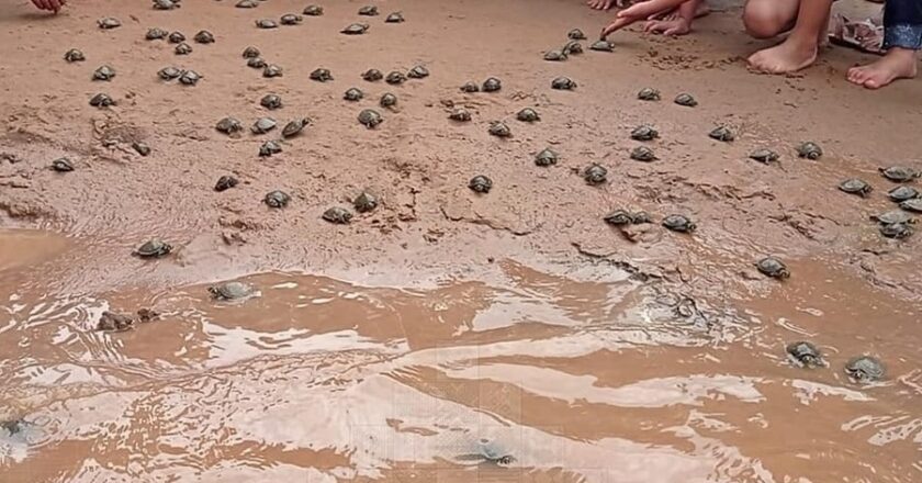 Niños liberan 1.000 tortugas beBENIbé para su repoblamiento en Beni