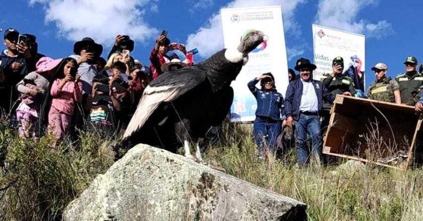 Liberan al cóndor Wiñaypaq en un cerro del municipio de Vacas tras recuperarse de una infección