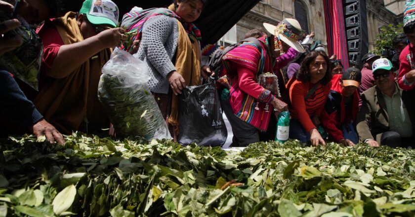 Kokabol prevé iniciar este año la construcción de la segunda Planta Industrializadora de Coca