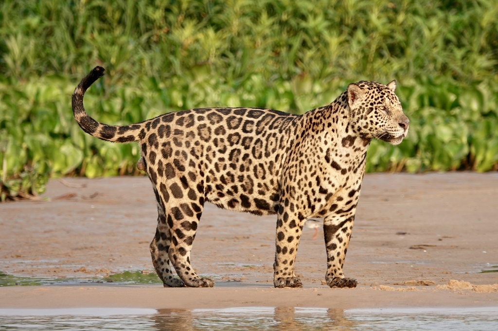 Jaguar