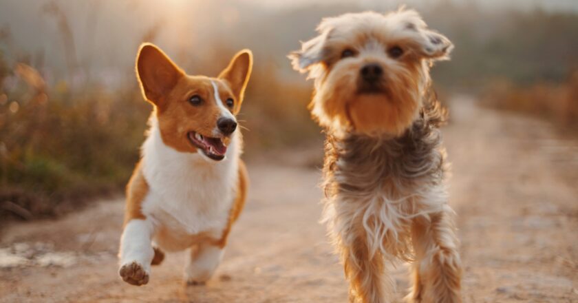 Cuatro consejos para que las mascotas caninas vivan mejor y por más tiempo.