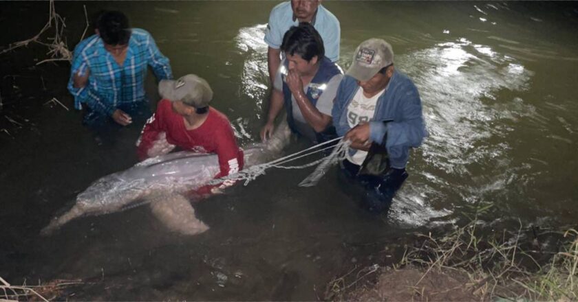 Gobierno envía un equipo técnico para el rescate del bufeo encontrado en el río Yapacaní