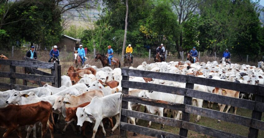 Soberanía alimentaria entrega 276 vaquillas y torillos a ganaderos de Tarija y Chuquisaca