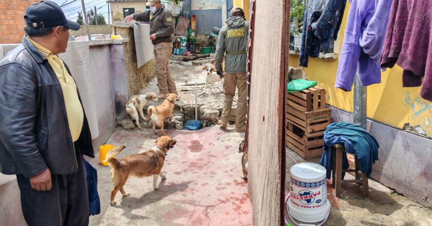 La Paz: Fiscalía investiga un caso de Biocidio y tratos crueles a perros y gatos en un domicilio de la zona Alto Tacagua