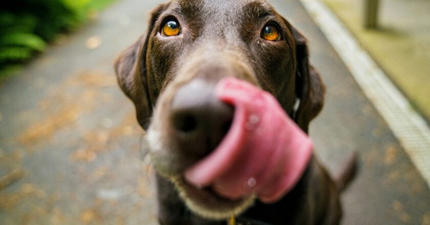 Consejos esenciales para proteger a las mascotas durante el verano